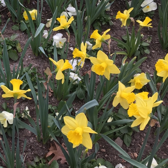 daffodil16